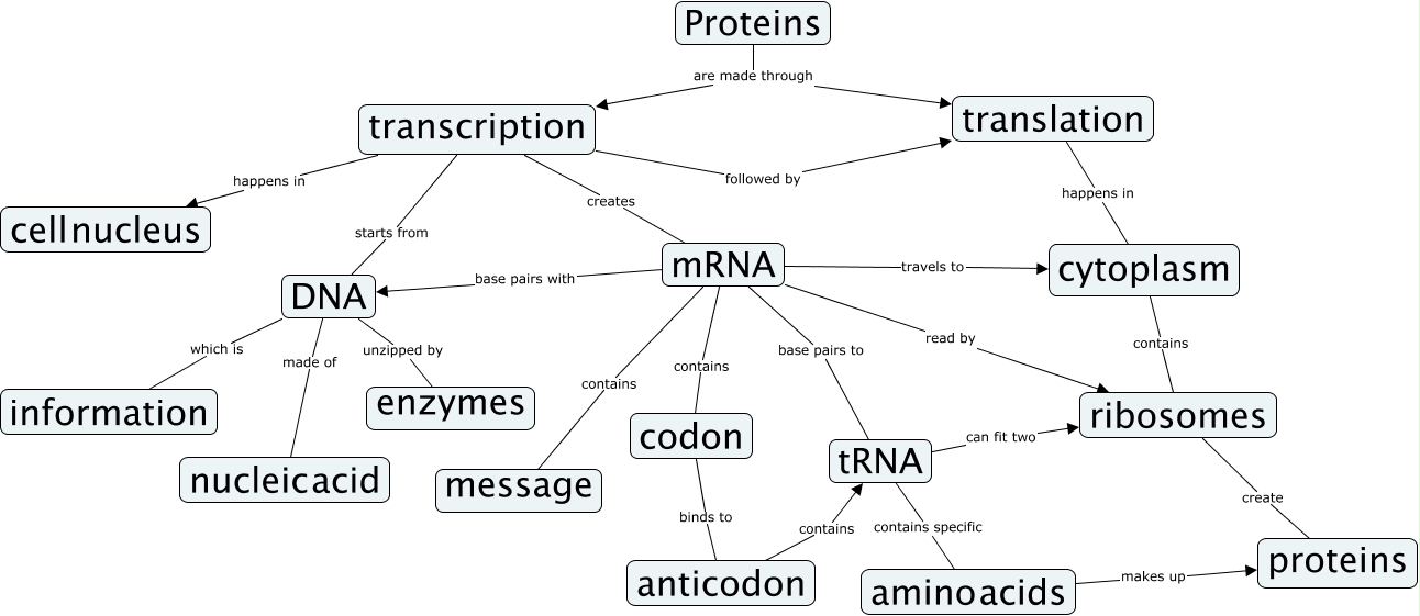 Protein Synthesis Concept Map